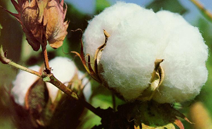 UBL Cotton Ginning Loan